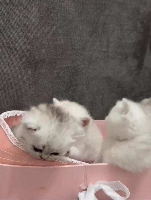 Нежные котята окраса шиншиллы