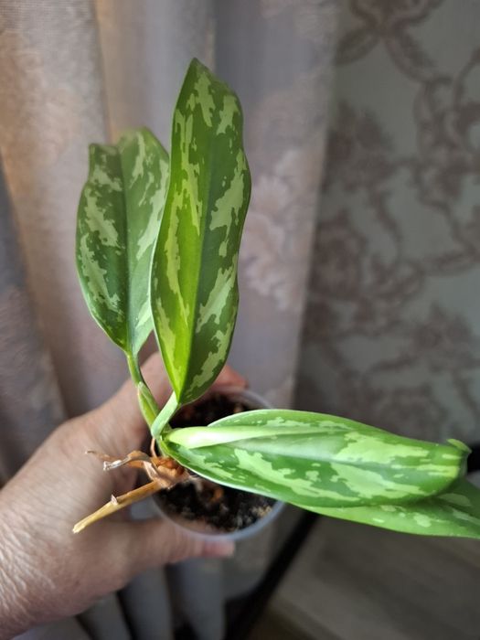 Покормите хомяка, цены в копилочку