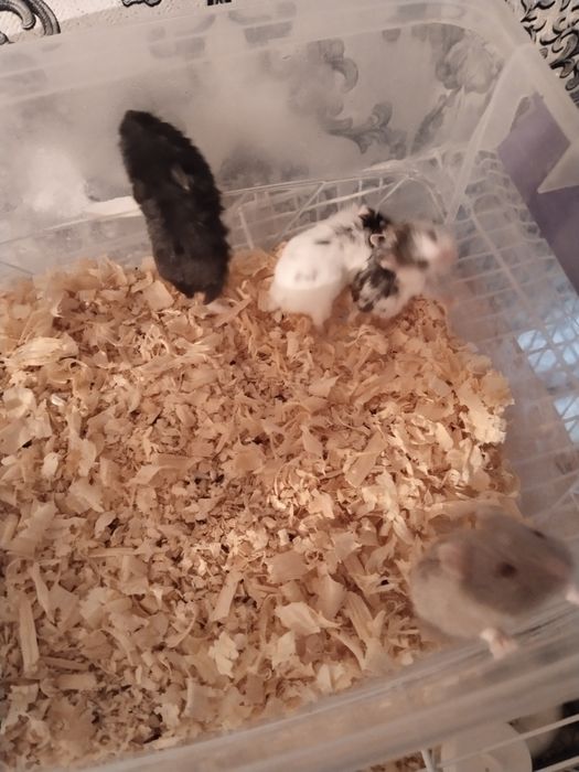 продам хомяков очень редких окрасов