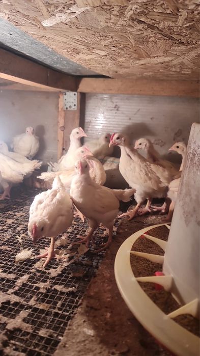 Курю молодки несушка