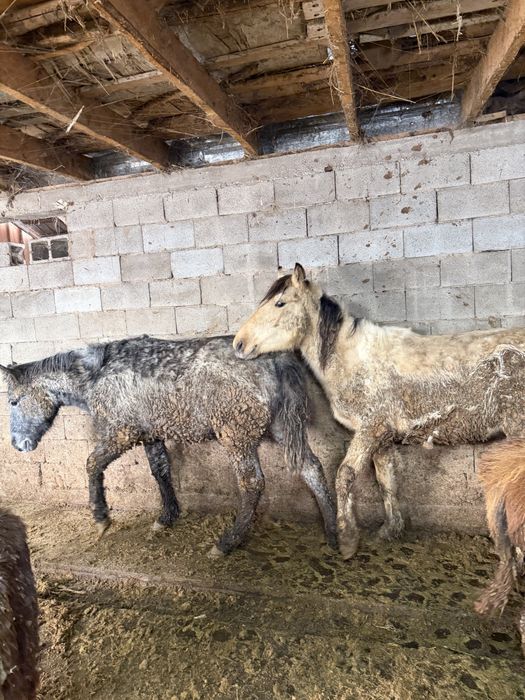 Жақсы жылқылар семіз