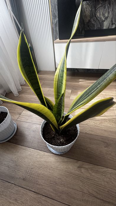 Продам сансевиерию, щучий хвост
