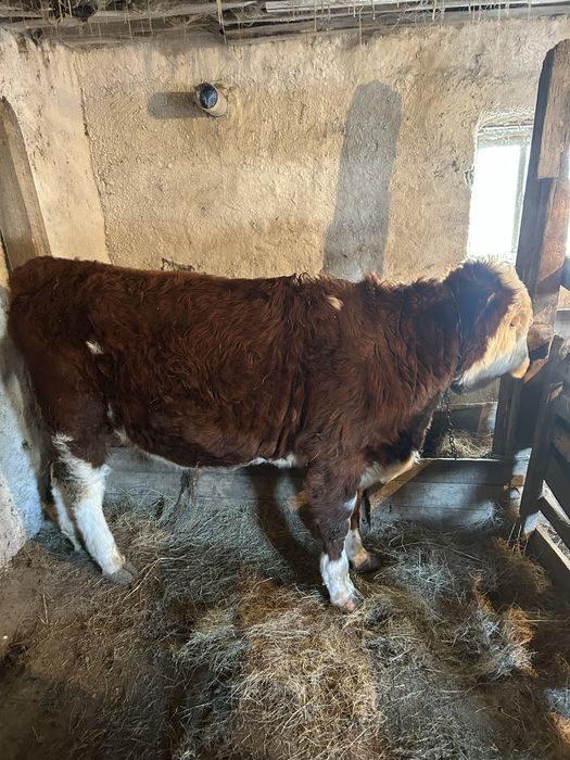 Баспак сатылады Еркек