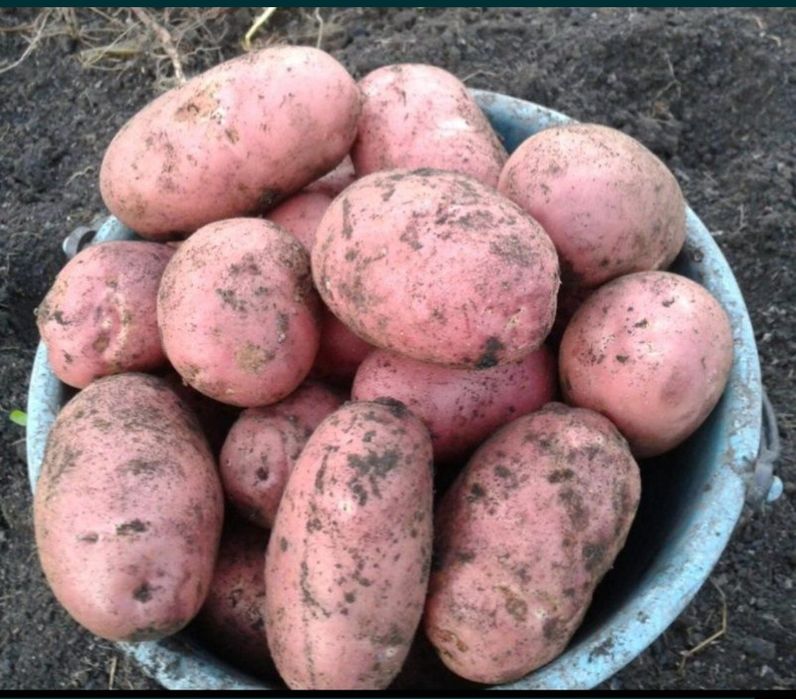 Картофель на посадку