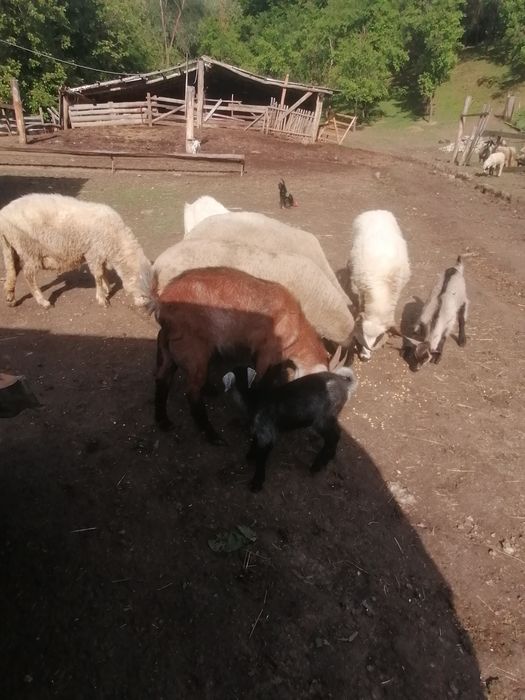 Vând capra anglonubian cu iada.