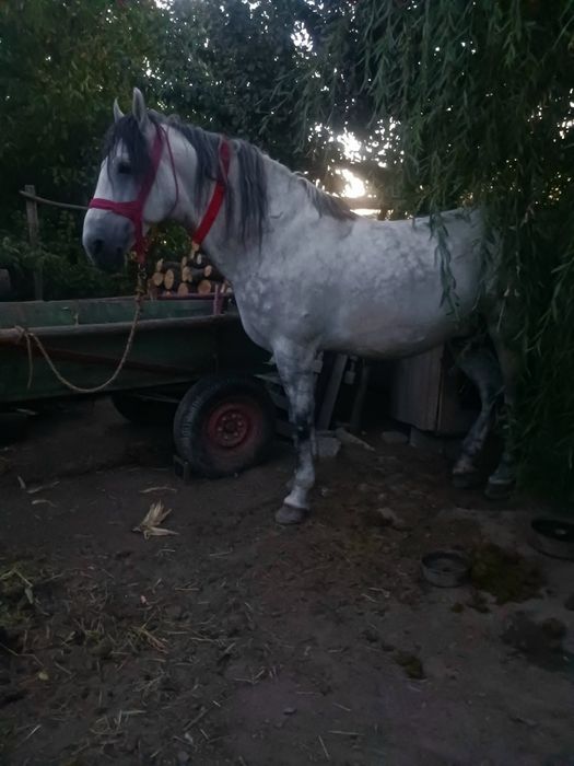 cal de vânzare talie mare