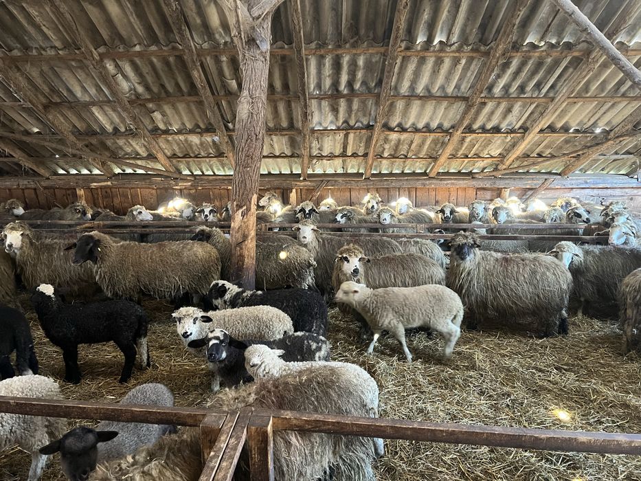 Vand 100 de oi cu miei