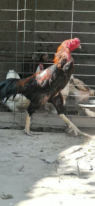Zotli xo'roz-kulangi jangari