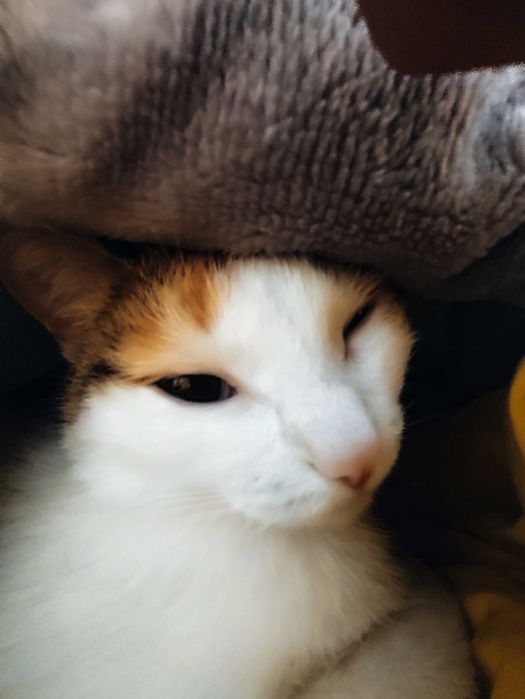 кошка девочка 2 года