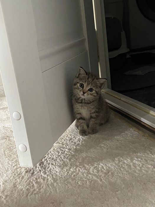 Очаровательная кошечка (3 мес) в добрые руки