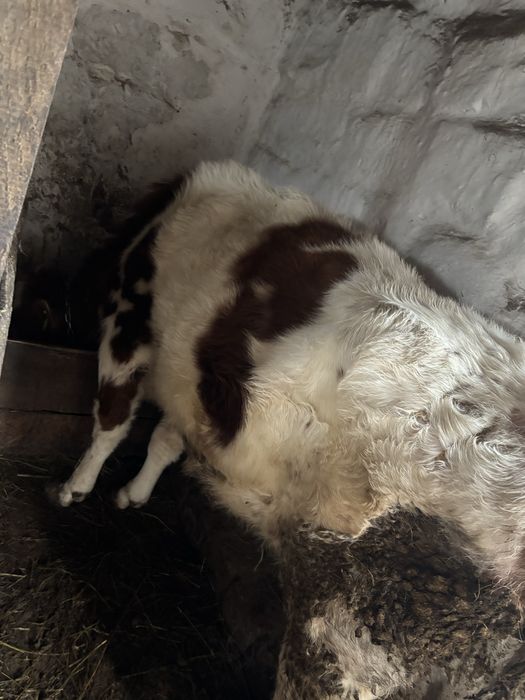 Корова с теленком