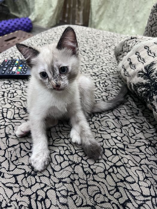 Отдам котенка в добрые руки