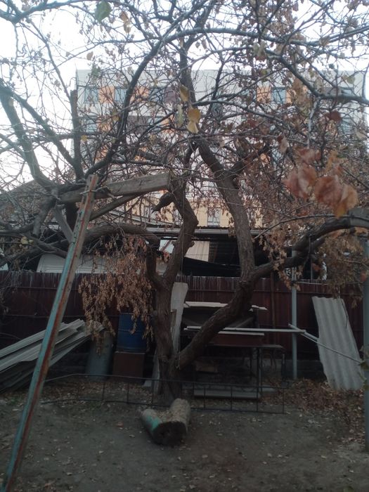 Дерево абрикос,продам