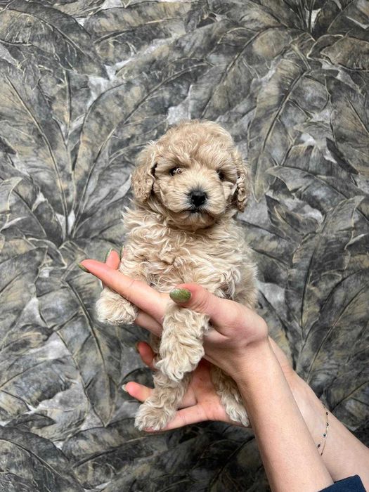 Той/тийкъп пудел кученца – Варна