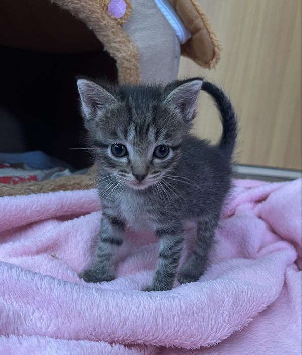 Котенок девочка 1,5 месяца