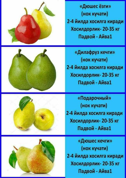 Олма гило шофтоли нок анор анжир урик бодом ёнгок барча мевали дарахт