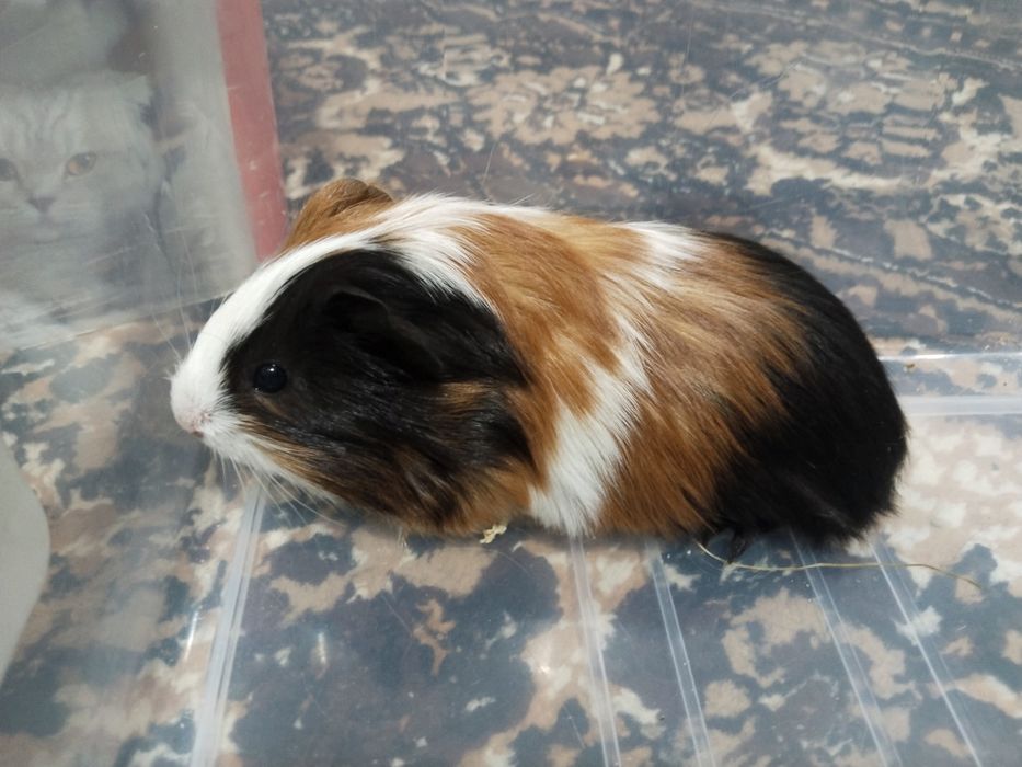 Dengiz cho,'chgalari sotiladi