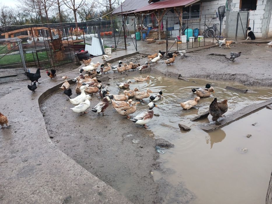 Rate românești moțate