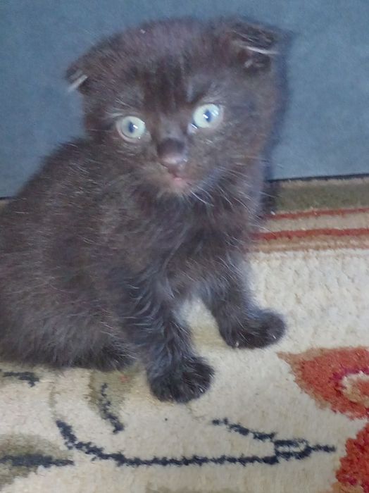 Оддам катят в хорошие руки