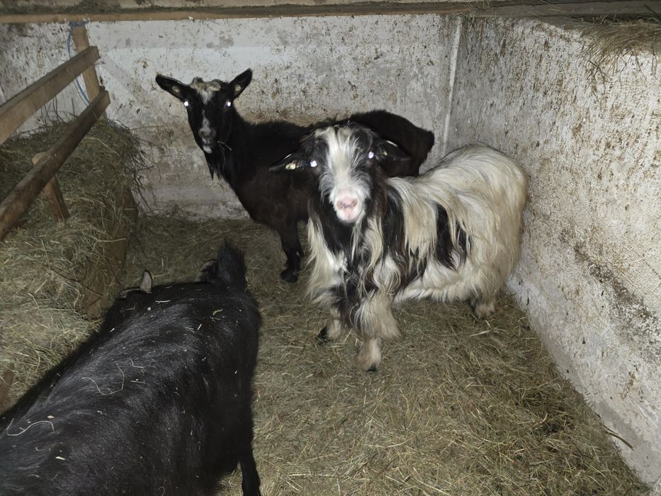 3 Capre fatate cu iedute!