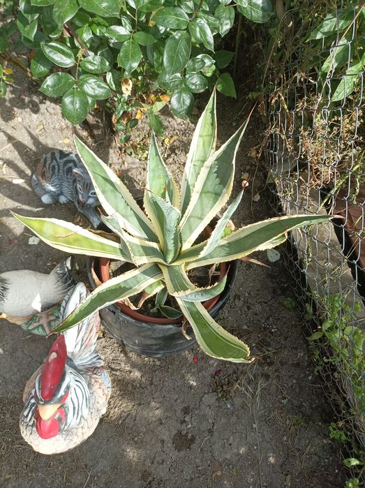 Агаве Столетник цвете