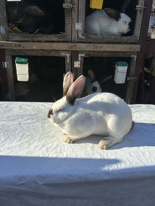 Iepuri Hycole cu transilvania