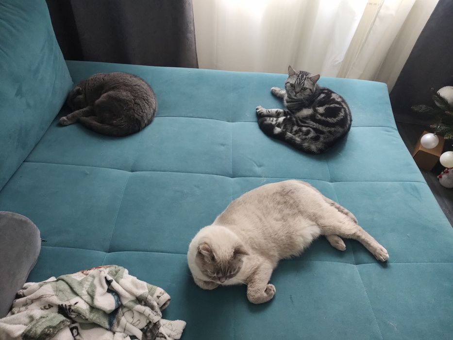 Pet sitter pisici