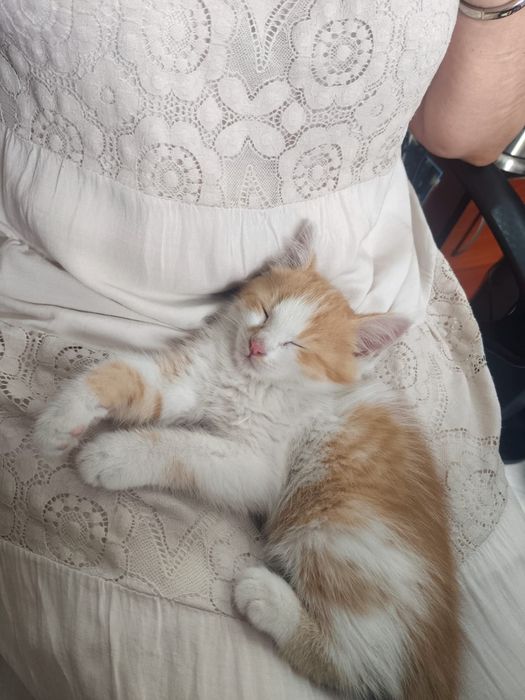 Котенок золотой мальчик