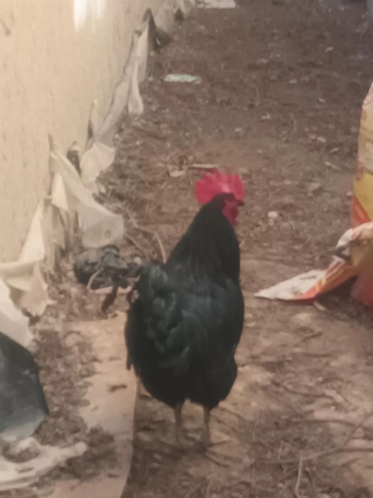 Qora shaxzoda Xo'roz