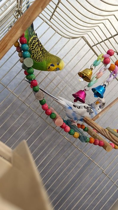 Волнистые попугаи