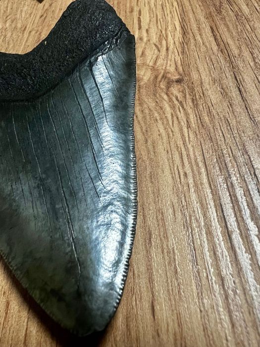 Dinte de Megalodon !!