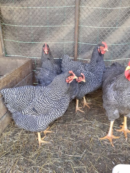 Gaini brahma herminat deschis și playmout rock barat