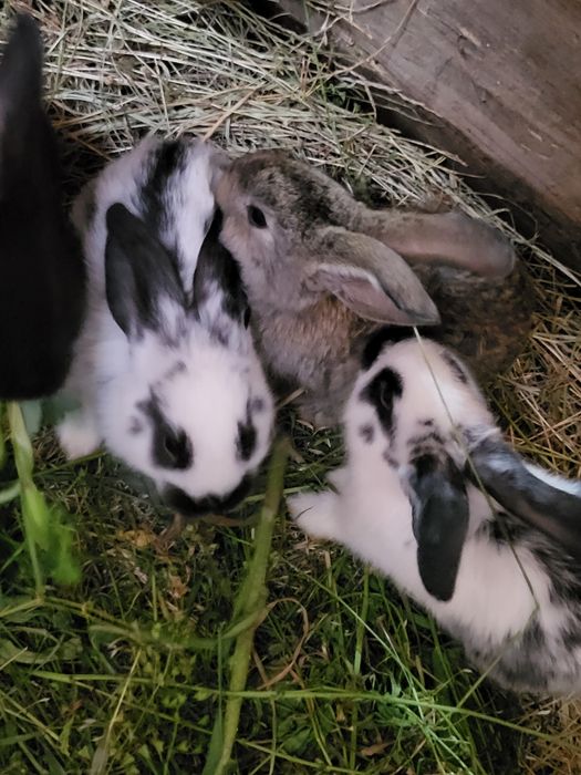 Iepurași mici - Preț Mic