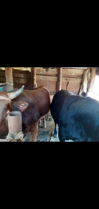 Продам коров, быков, баранов