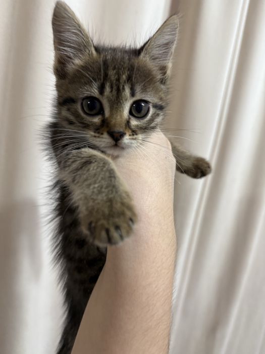 Котенки, 2 мальчика и 2 девочки