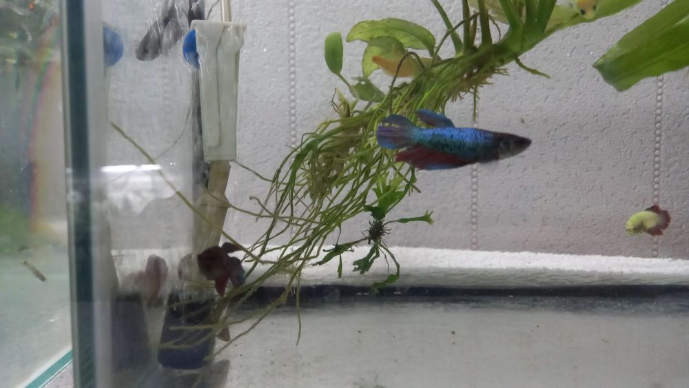 Рыбки аквариумные