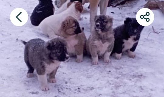 Продается щенки Алабая 80 тыс тенге