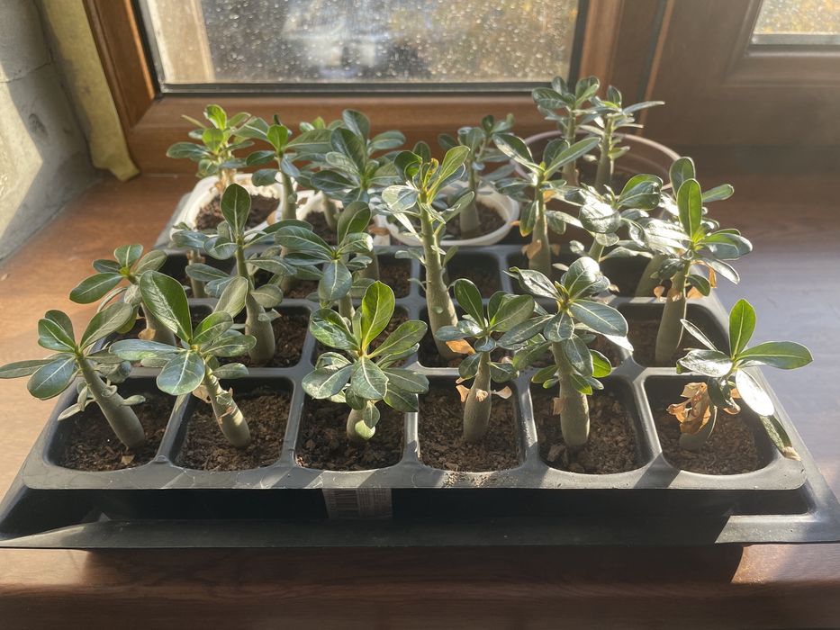 Адениум привитый