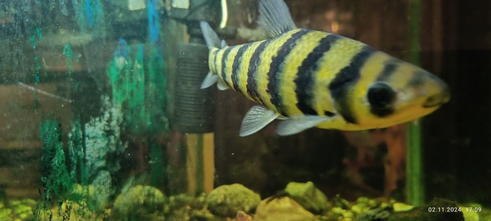 Аквариумная рыбка