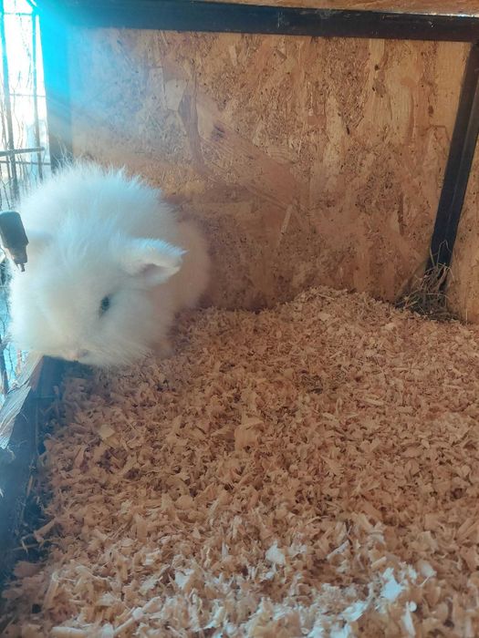 Pereche cap de leu si pereche romanesti