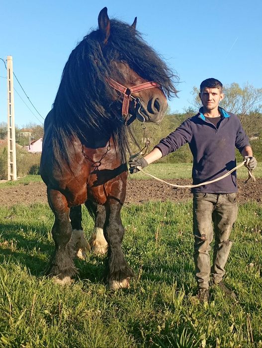 Vand sau monta armasar ardenez 1,80 inaltime