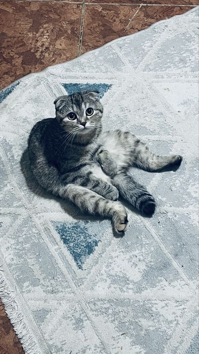 Мысык жаксы карайтын адамга