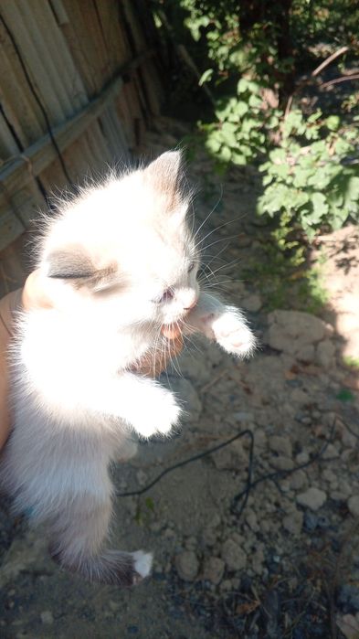 Котята,мальчик и девочка