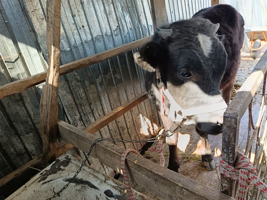 Продам быка хороший породы