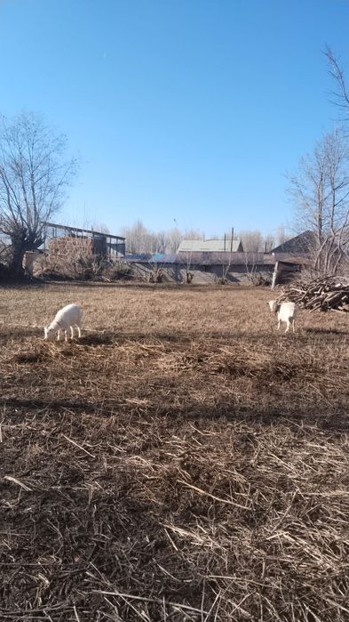 Үй сатылады. Продам дом