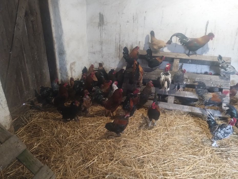 Vând găini și cocoși pitici