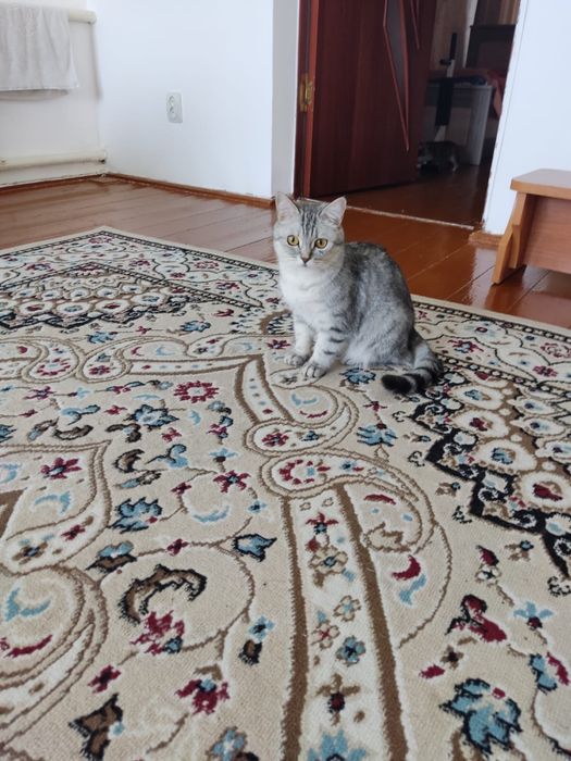 Отдам очаровательную кошечку