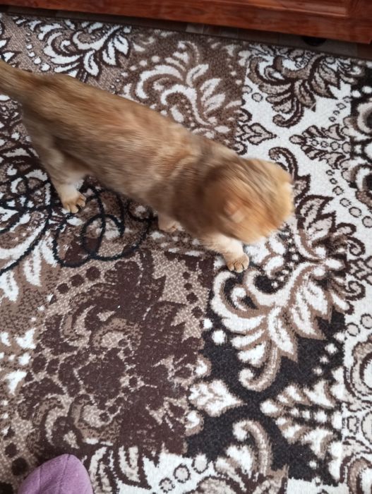 кошечка вислаушка