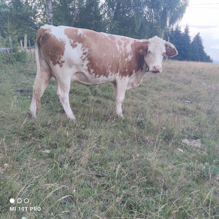 Bălțata românească
