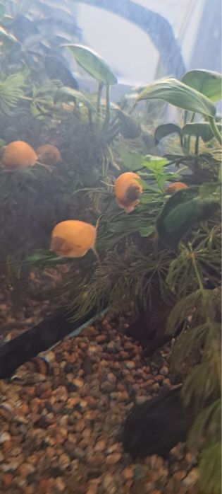 Улитка ампулярия